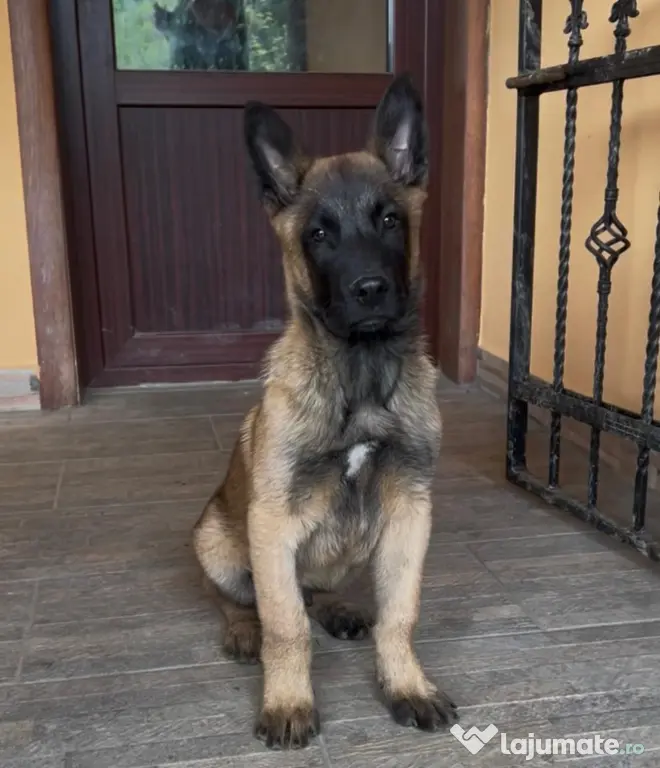 Ciobanesc belgian malinois mascul rasa pura Pitesti