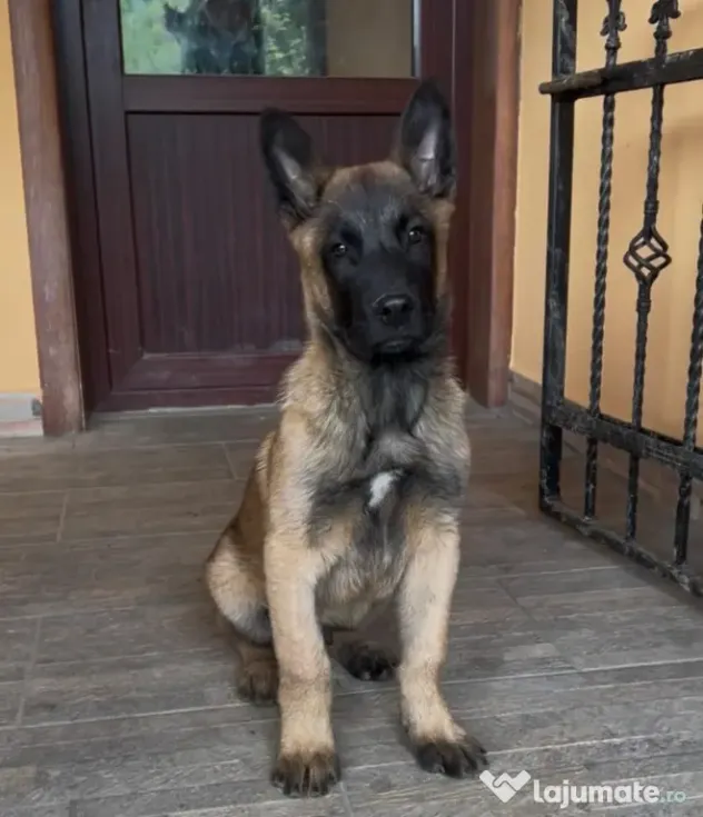 Ciobanesc belgian malinois mascul rasa pura Pitesti
