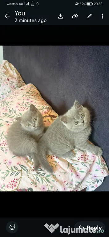 British shorthair
