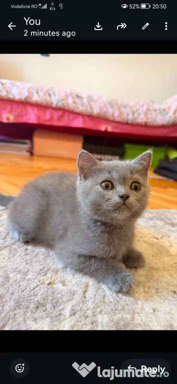 British shorthair