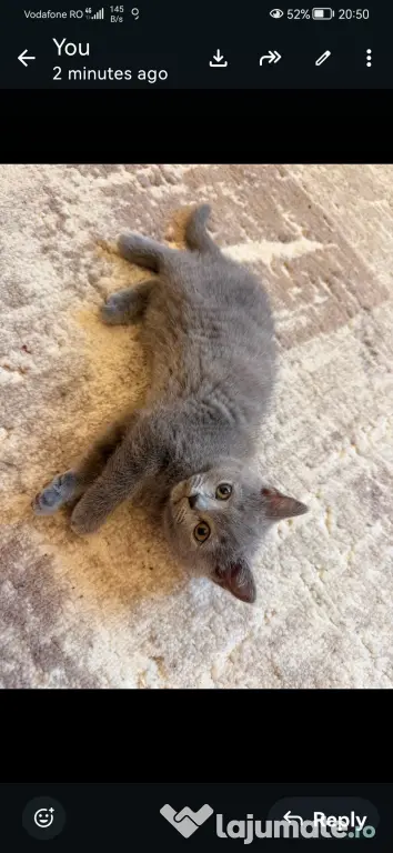 British shorthair