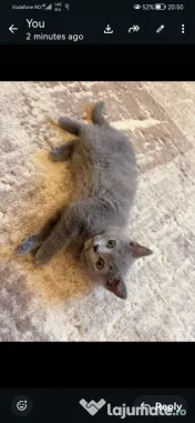British shorthair 