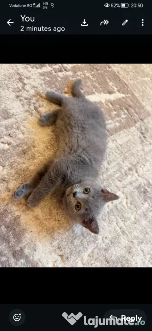 British shorthair
