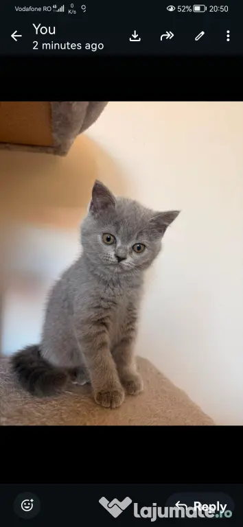 British shorthair