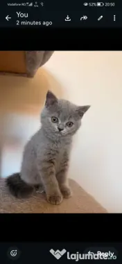 British shorthair 