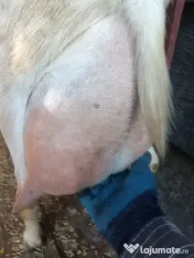 capre bune de lapte 