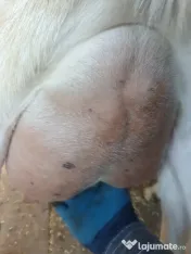 capre bune de lapte 