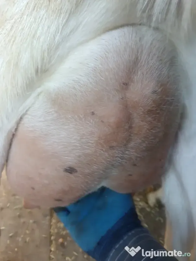 capre bune de lapte