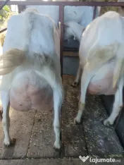capre bune de lapte 