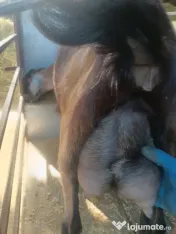 capre bune de lapte 