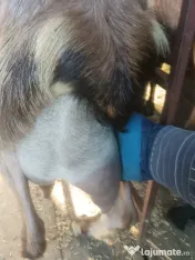 capre bune de lapte 