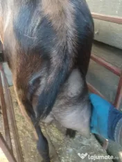 capre bune de lapte 
