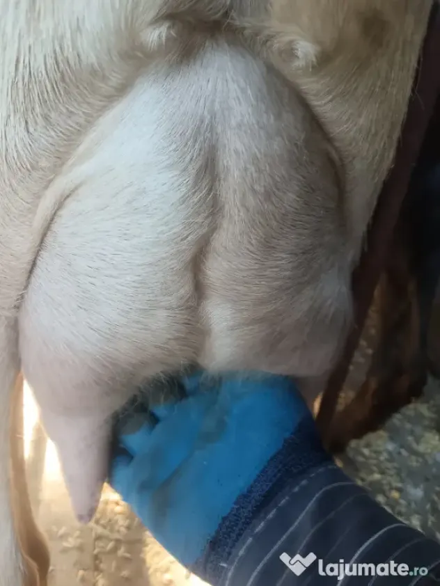 capre bune de lapte