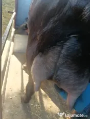 capre bune de lapte 