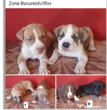 pui deosebiti Amstaff