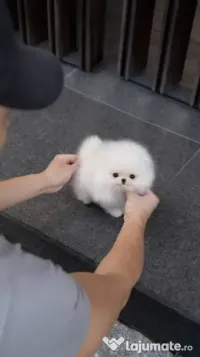 Pomeranian puppy ursuleț /1500 grame la maturitate 