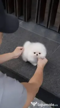 Pomeranian puppy ursuleț /1500 grame la maturitate