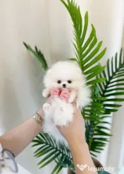 Pomeranian puppy ursuleț /1500 grame la maturitate 