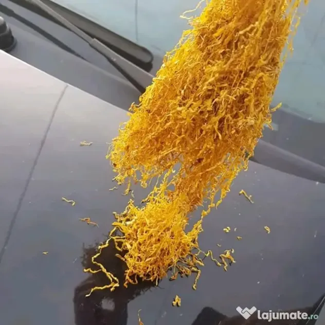 T_u_t_u_n de calitate