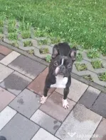 Boston terrier femela adoptie