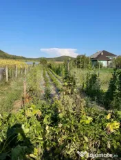 Casa de vanzare, zona Sintereag, 14 arii de teren 