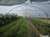 Proprietate 2.229 mp cu Dotări pentru Afacere Florală 