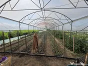 Proprietate 2.229 mp cu Dotări pentru Afacere Florală 