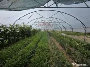 Proprietate 2.229 mp cu Dotări pentru Afacere Florală 