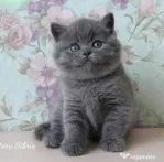British shorthair & scottish fold