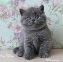 British shorthair & scottish fold