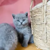 British shorthair & scottish fold 