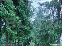 Teren 1000 mp, Sâmbăta de Sus – zonă turistică, eligib