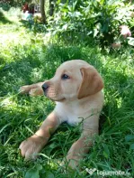 Femelă labrador