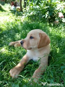 Femelă labrador