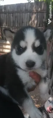 Husky Siberian 🥰 