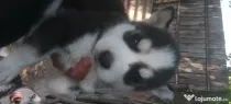 Husky Siberian 🥰