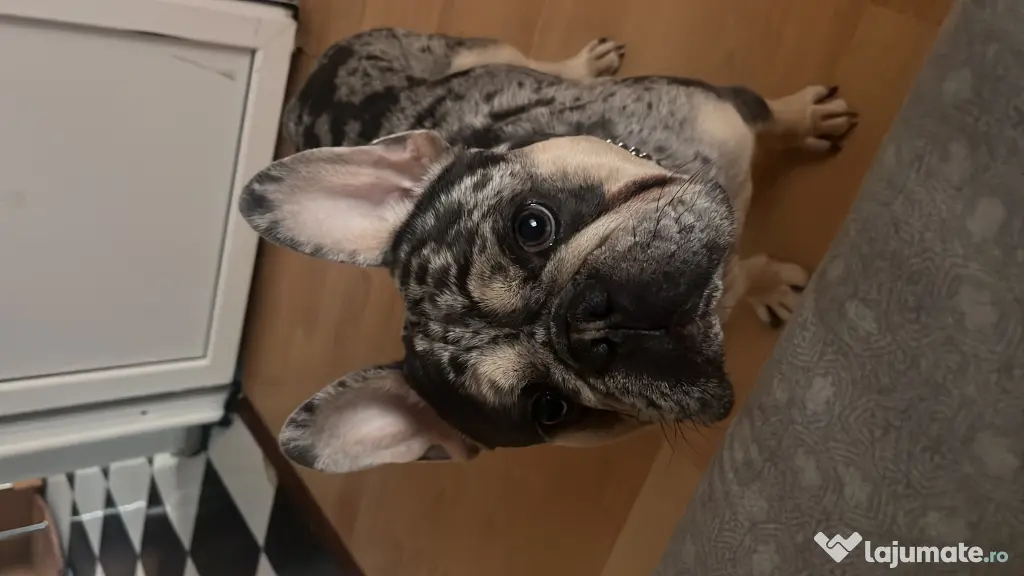 Buldog francez merle