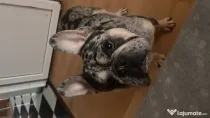 Buldog francez merle