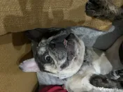 Buldog francez merle