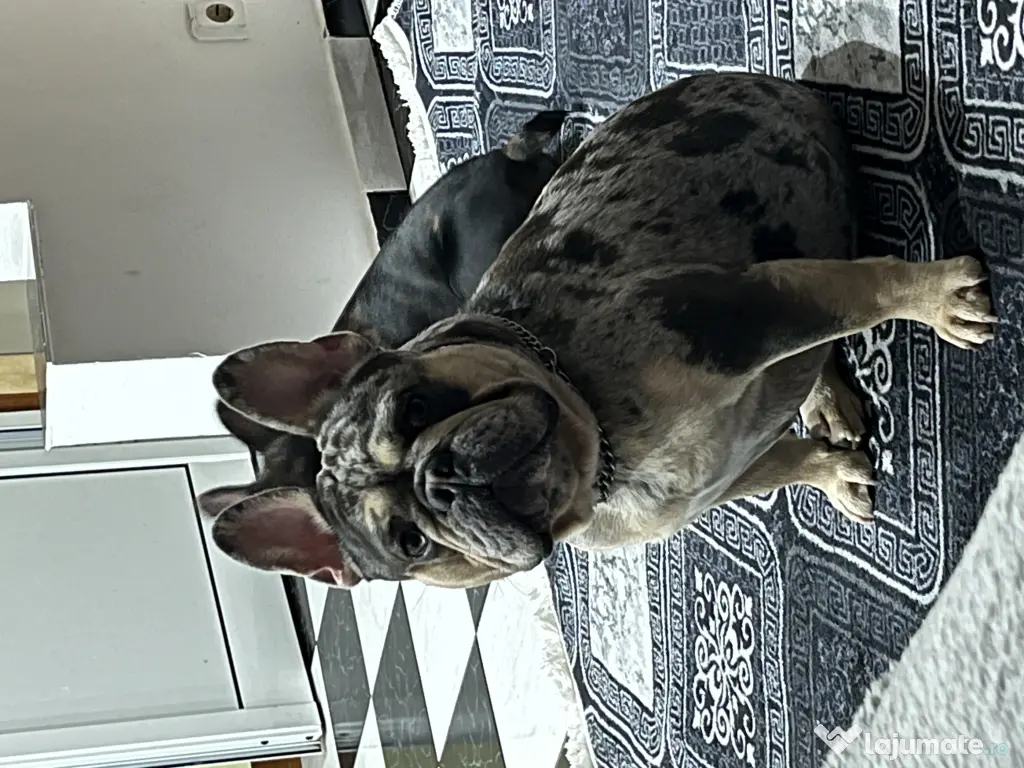 Buldog francez merle
