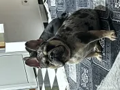 Buldog francez merle