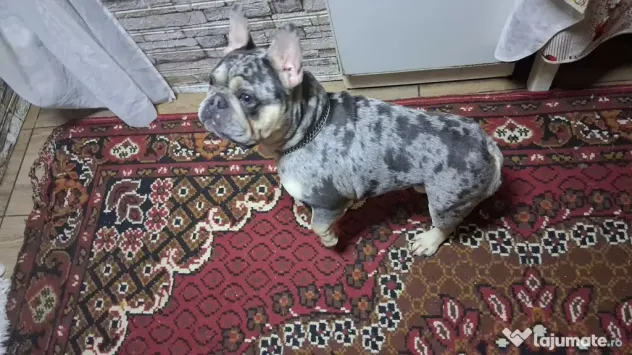 Buldog francez merle