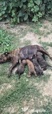 Donez 3 pui Amstaff 
