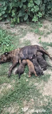 Donez 3 pui Amstaff