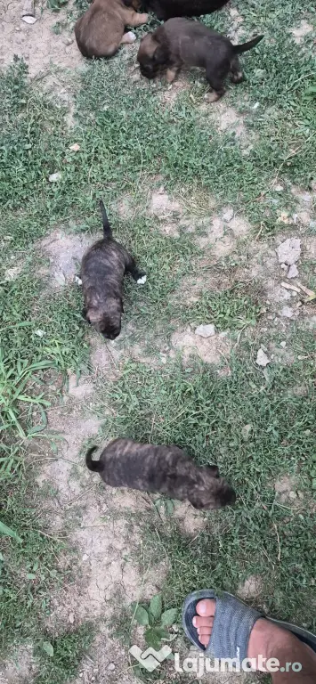 Donez 3 pui Amstaff