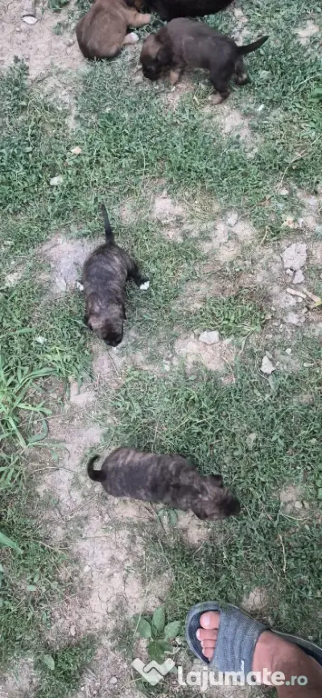 Donez 3 pui Amstaff