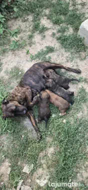 Donez 3 pui Amstaff 