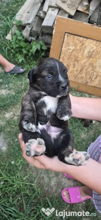 Donez 3 pui Amstaff
