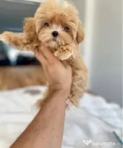 Maltipoo singura rasa care nu naparleste nicio Hibrid 