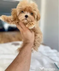 Maltipoo singura rasa care nu naparleste nicio Hibrid